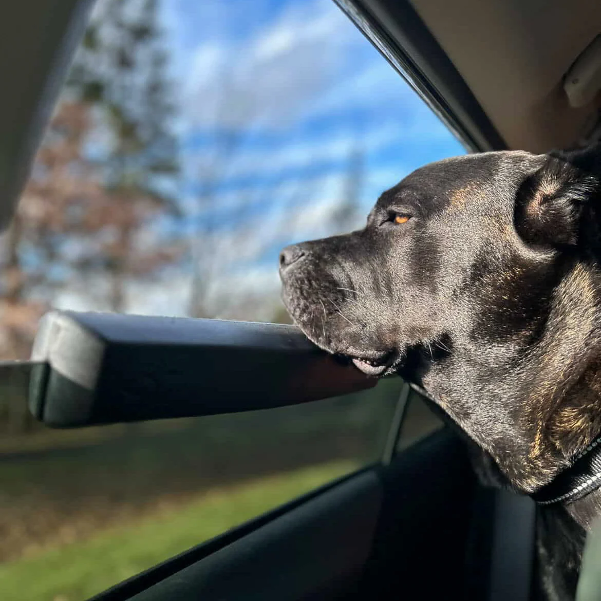 Road Trip Cushion for Dogs.